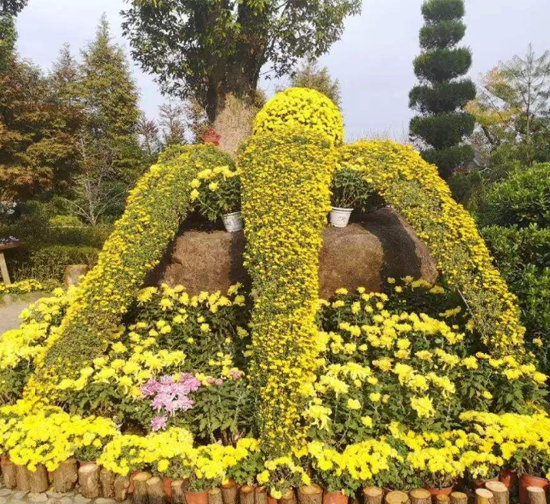 馬鞍山精品菊花造型