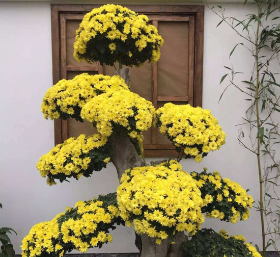 德陽(yáng)造型菊花種植