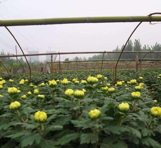 中山菊花種苗基地